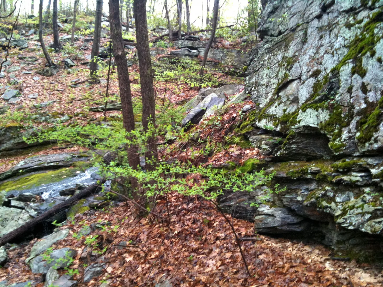 Mossy rock ledges beside leaf litter in a wooded gully