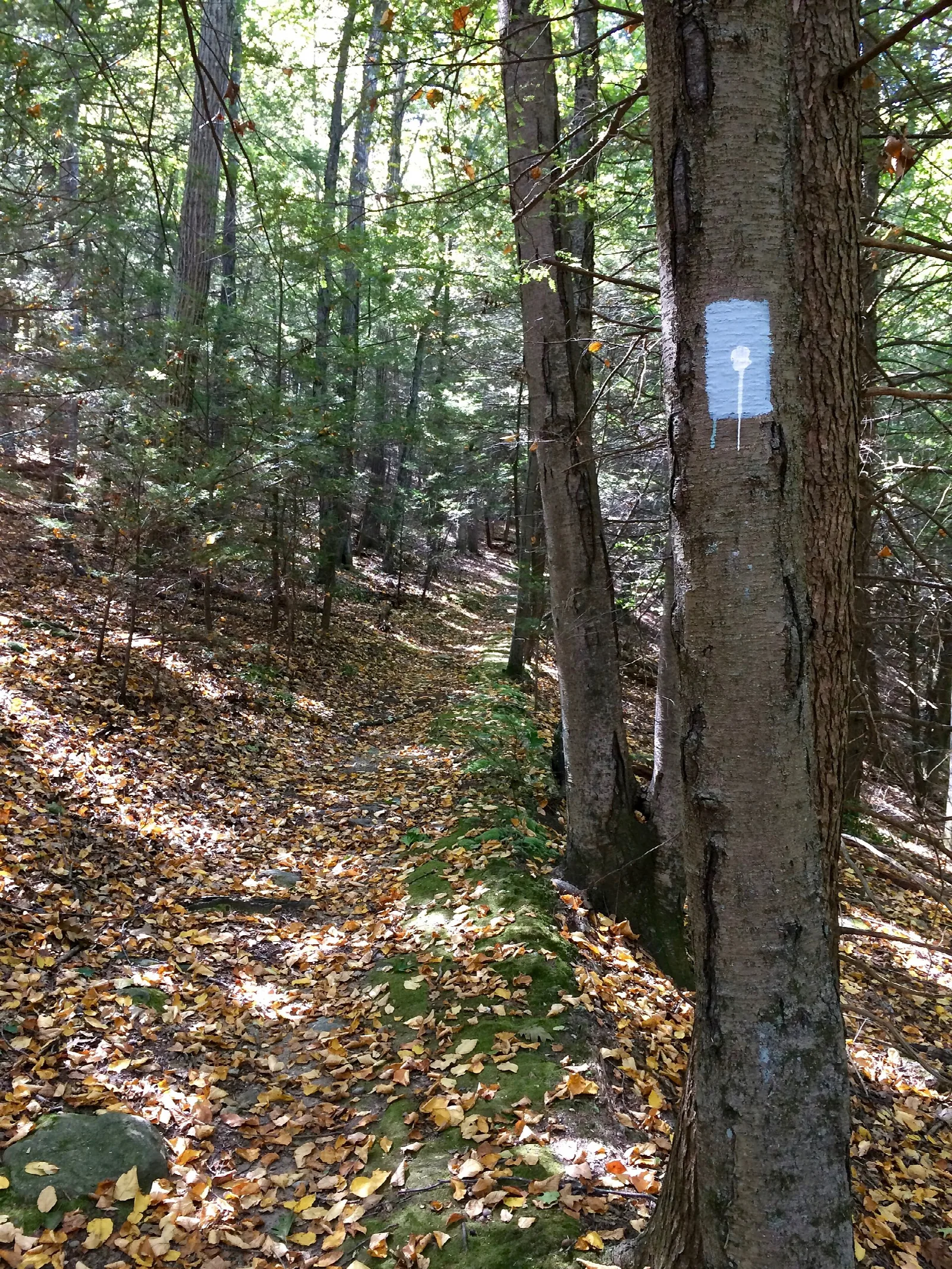A leafy trail with a white blaze on a tree trunk
