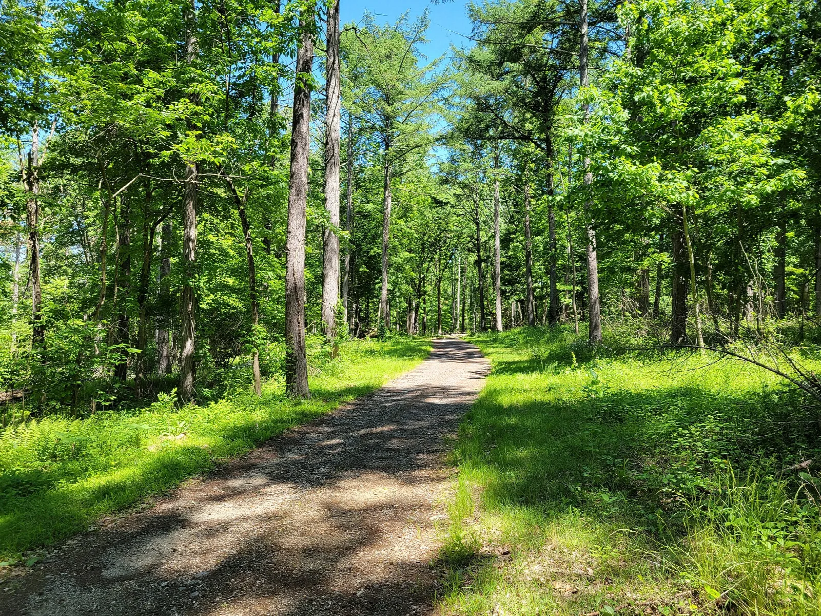 A dirt trail through bright green summer woods