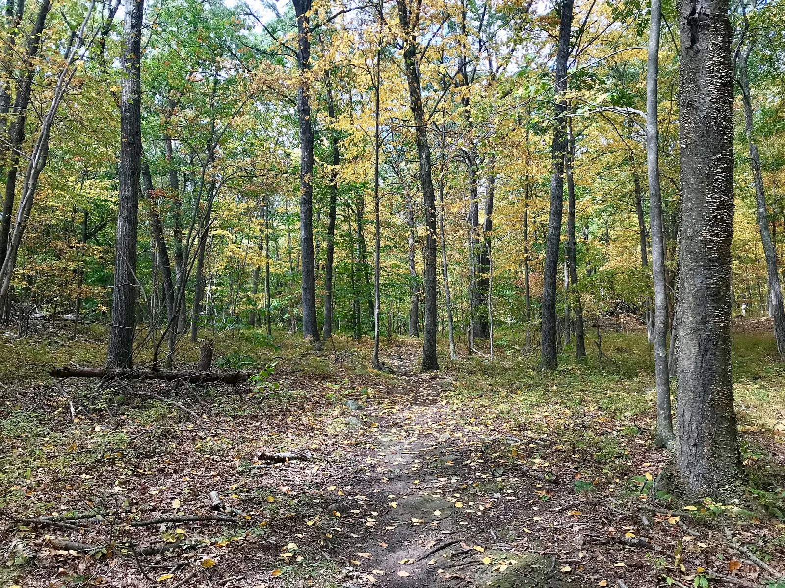 A dirt trail through autumn woods