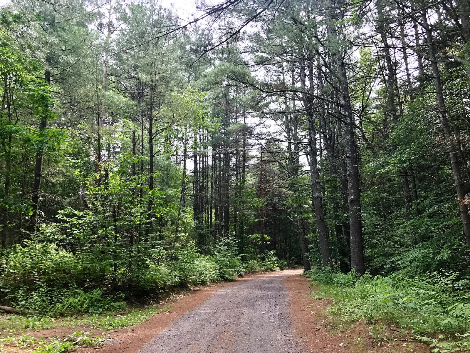 A gravel road running straight through pine woods