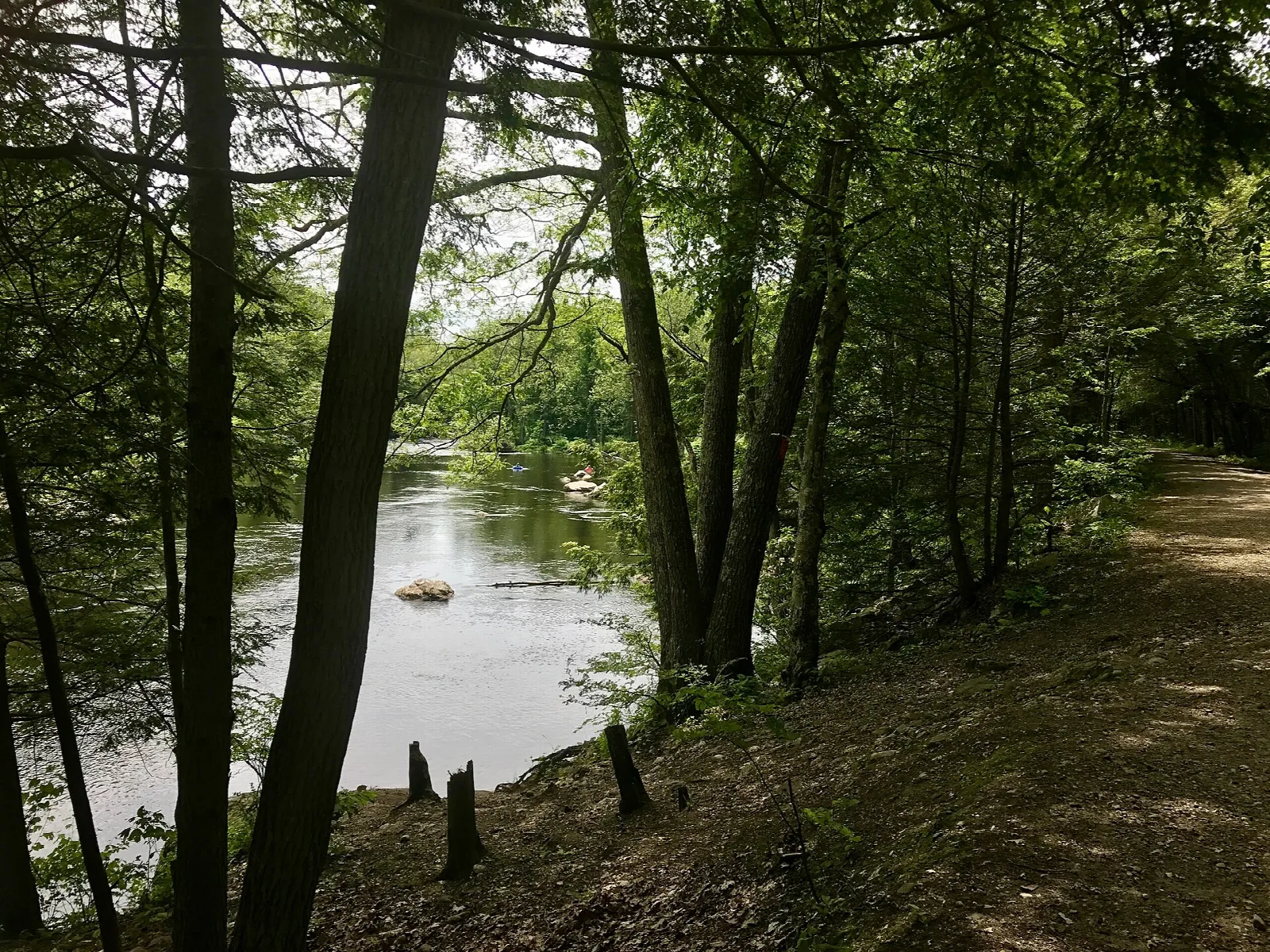 A path along a river bank under tall pines