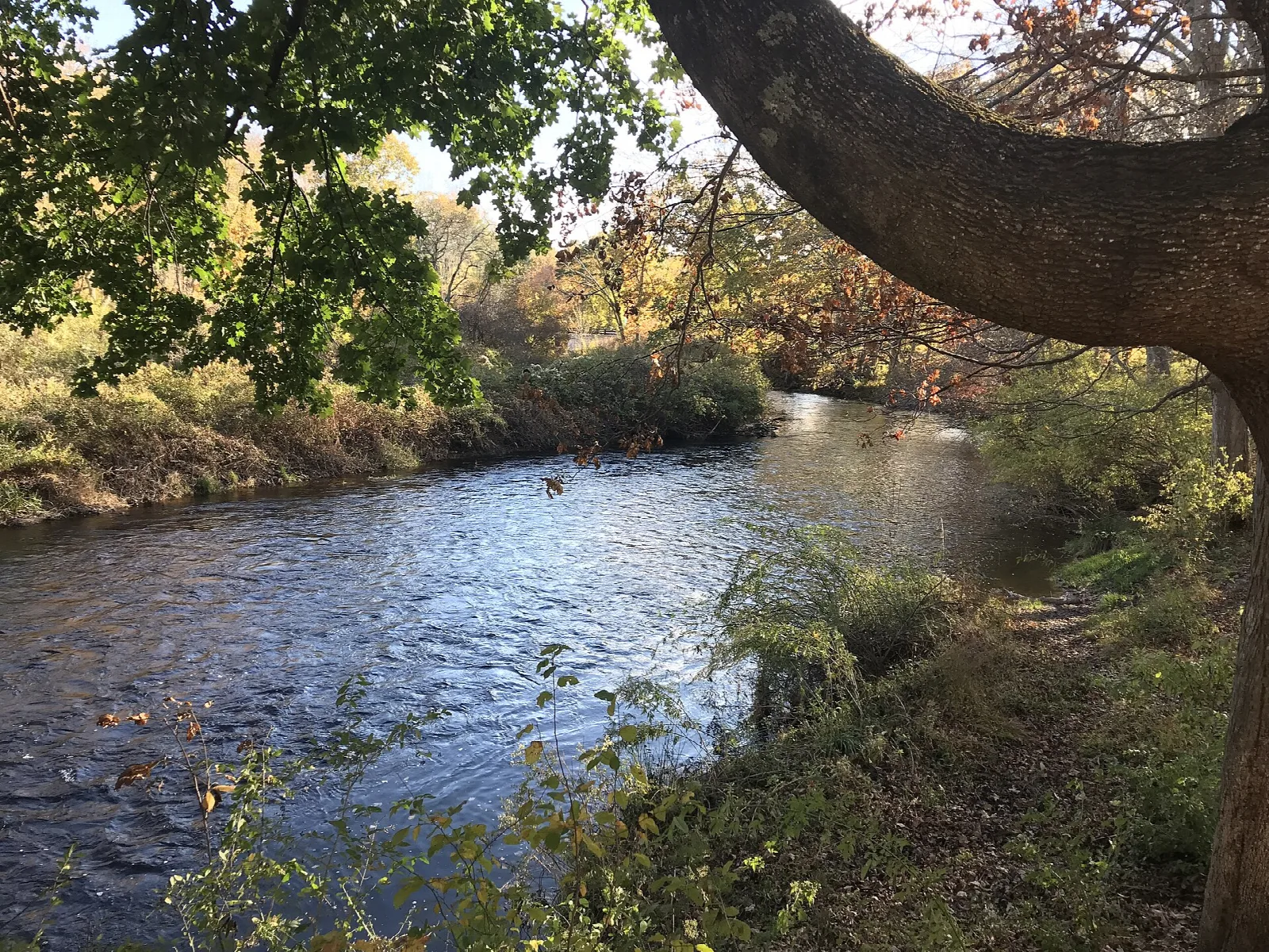 A river bending past a leaning tree and autumn brush