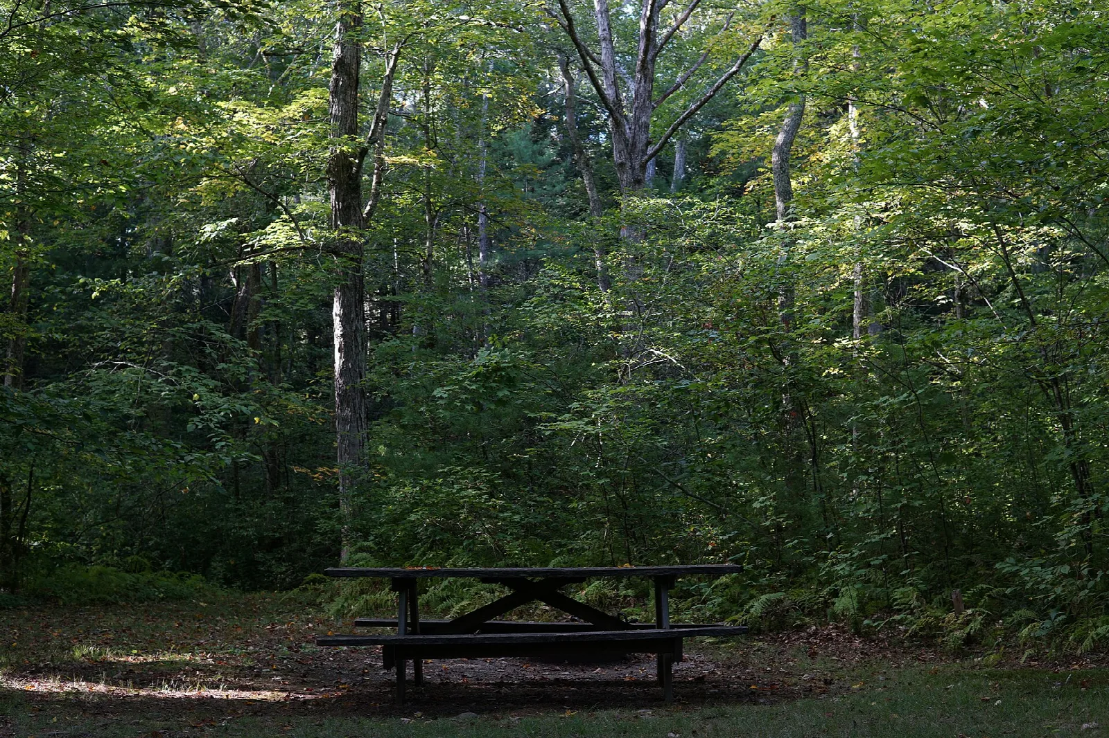 A picnic table in a green shady forest