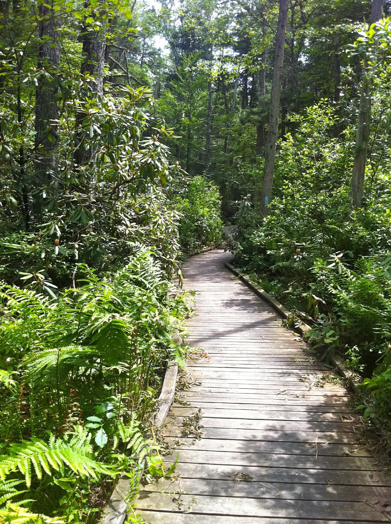 A wooden boardwalk through green ferns and woods