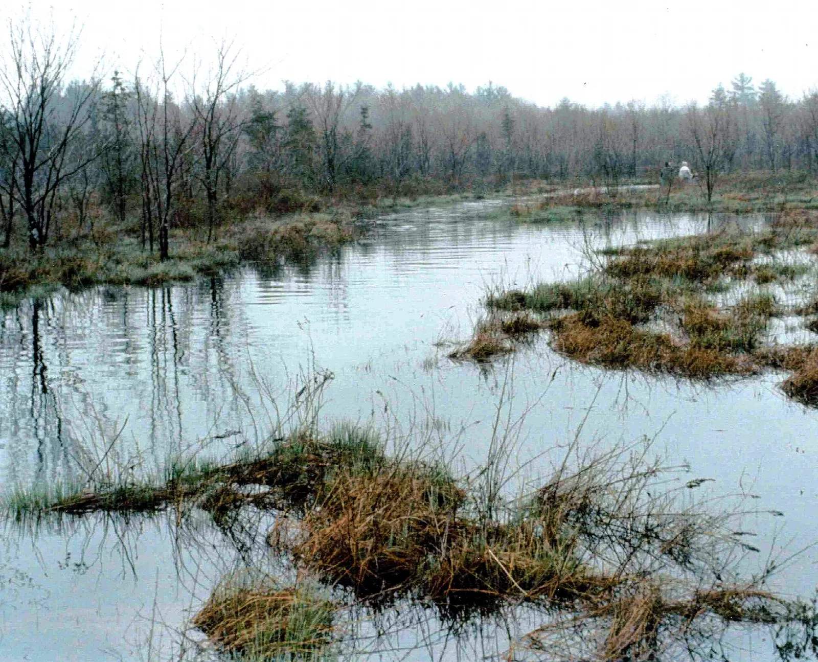 Still water with marsh grass and bare trees in a cedar swamp