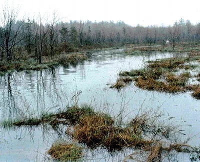 Pachaug State Forest