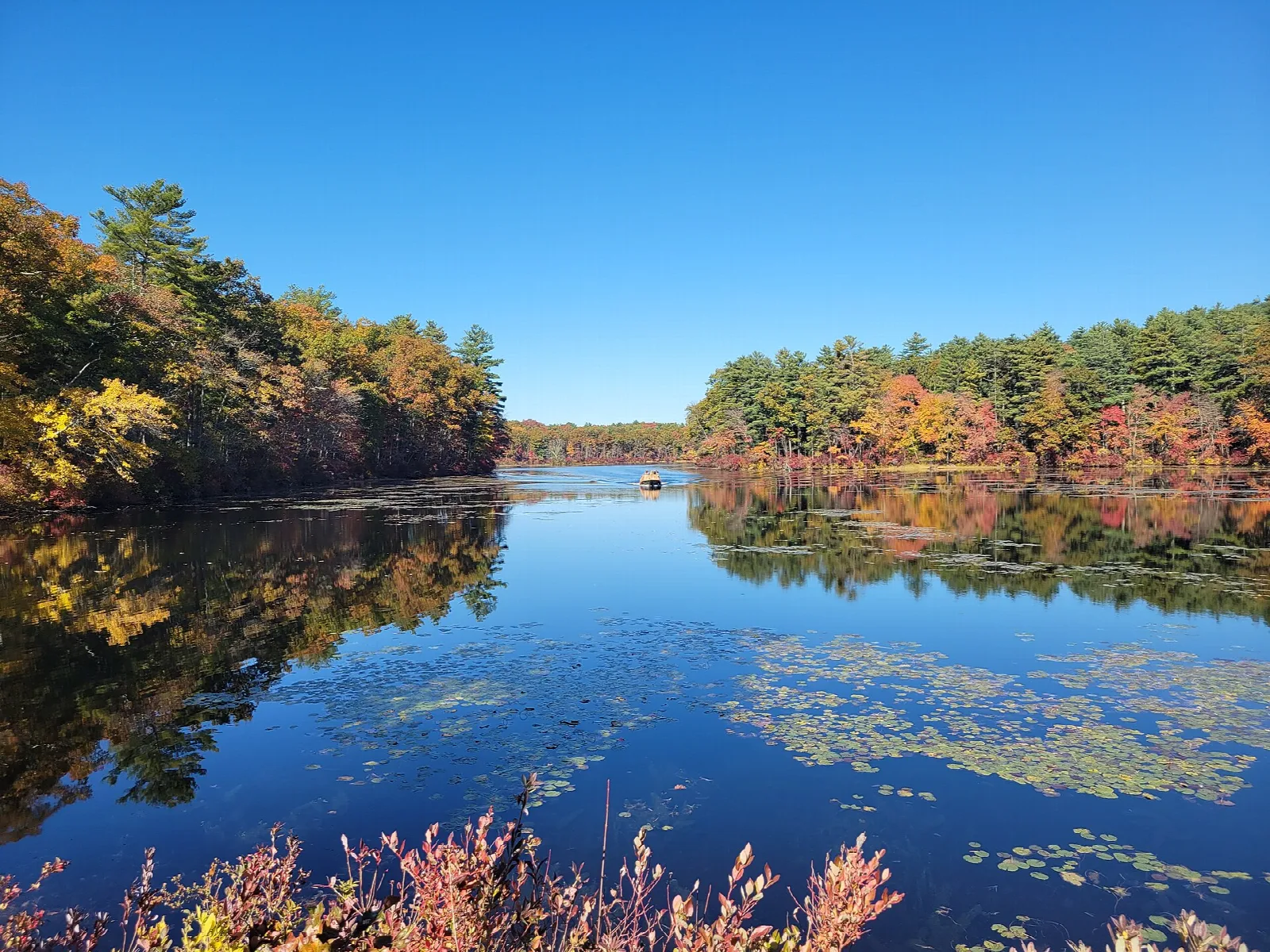 A blue pond ringed by pines and autumn color with lily pads in front
