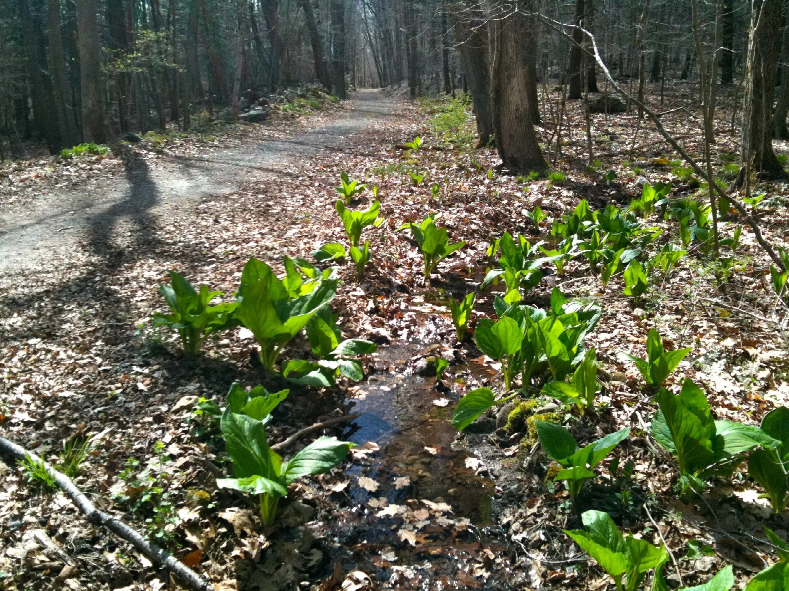 A dirt trail with green skunk cabbage beside it