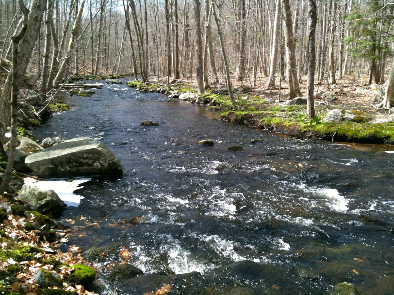 A rocky stream running through bare woods