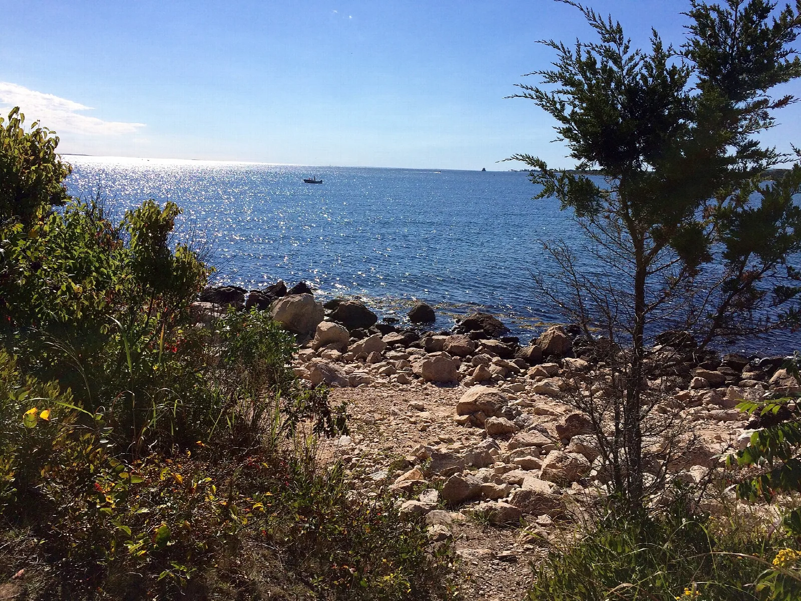 A rocky shoreline with a pine tree and open water of Long Island Sound