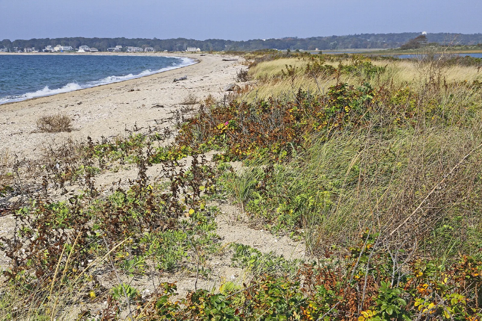 A curving sandy beach with beach grass and the shore beyond