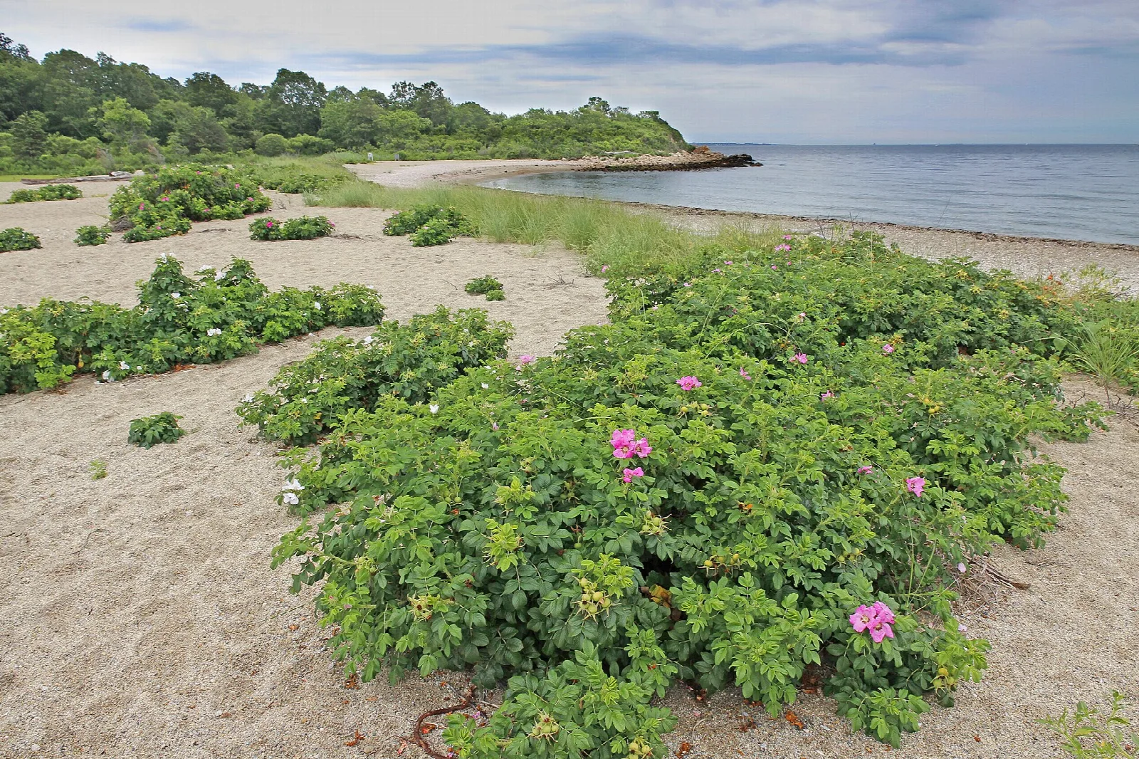 Beach roses and green shrubs on a sandy point by the water