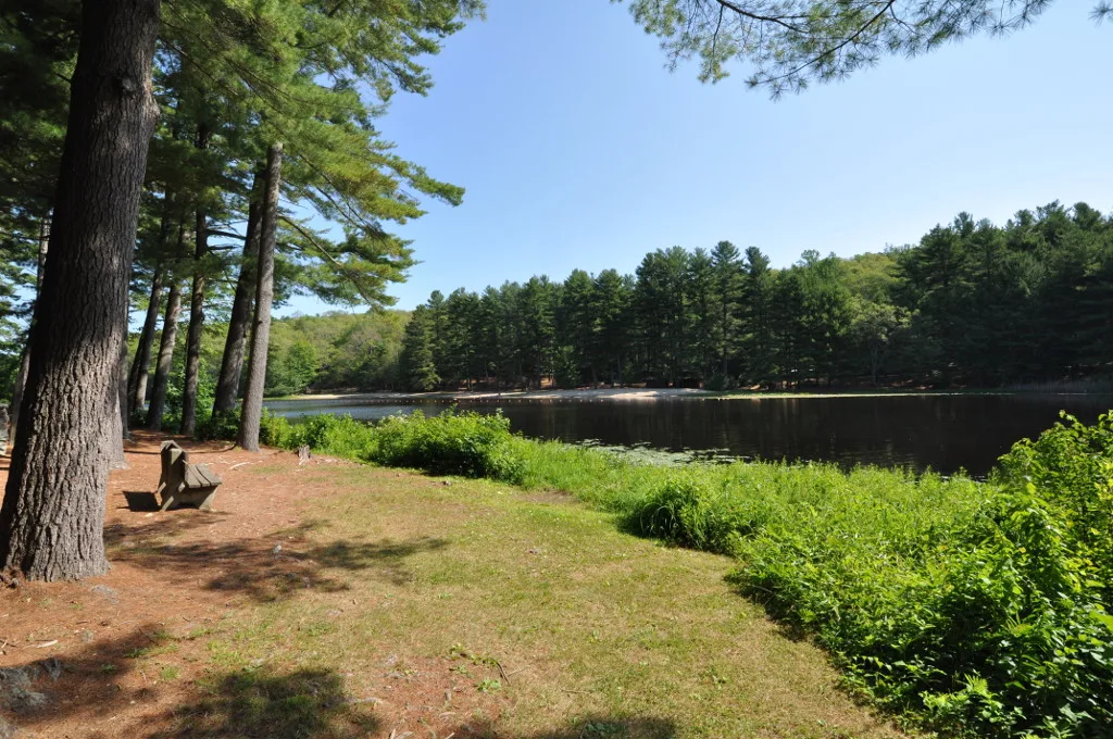 A lake edge with pines and a path under a blue sky