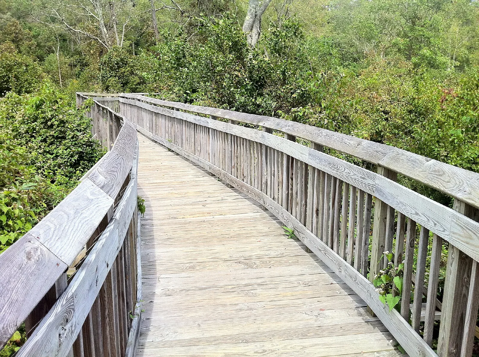 A wooden boardwalk with railings through green woods