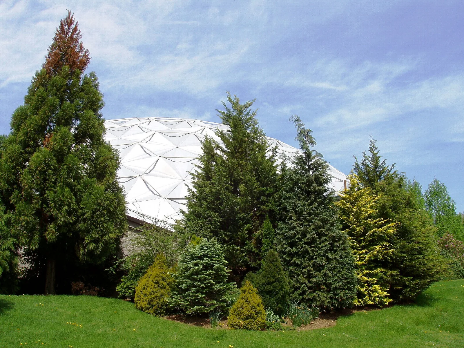 Evergreen trees on a lawn in front of a white geodesic dome