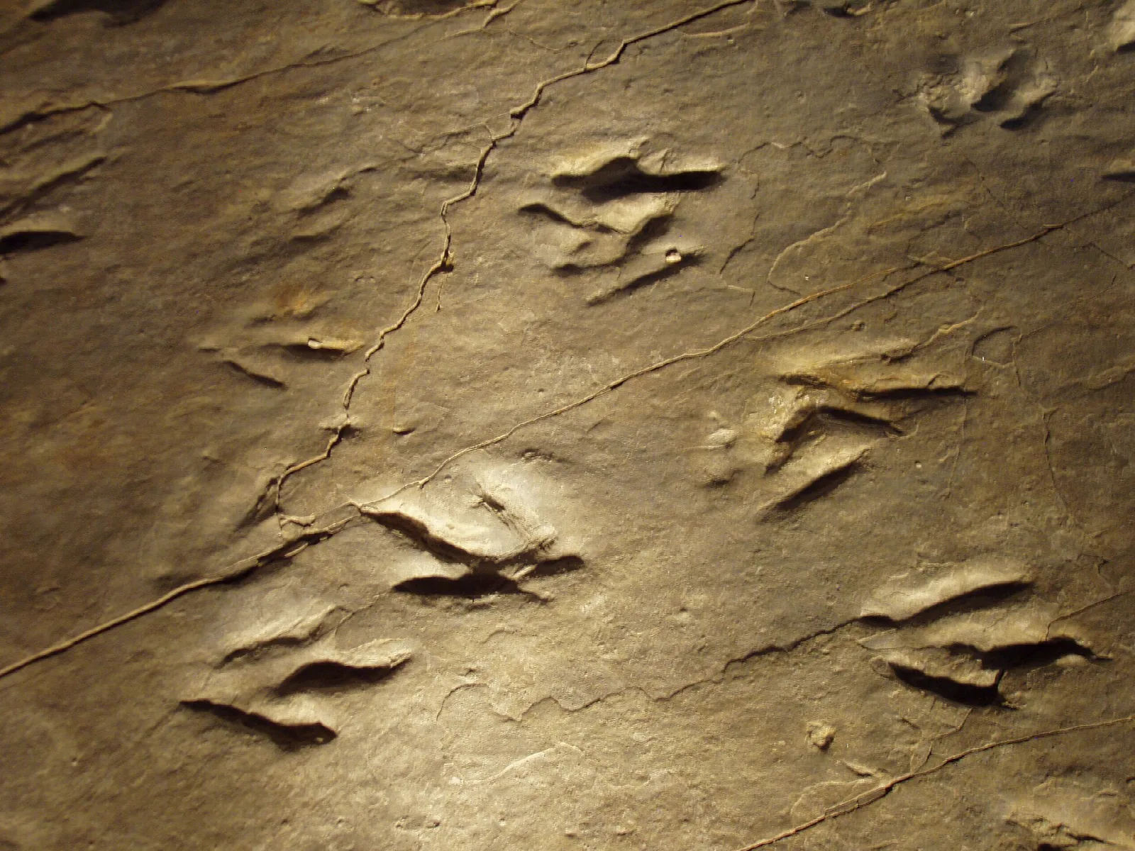Three-toed dinosaur footprints pressed into tan rock