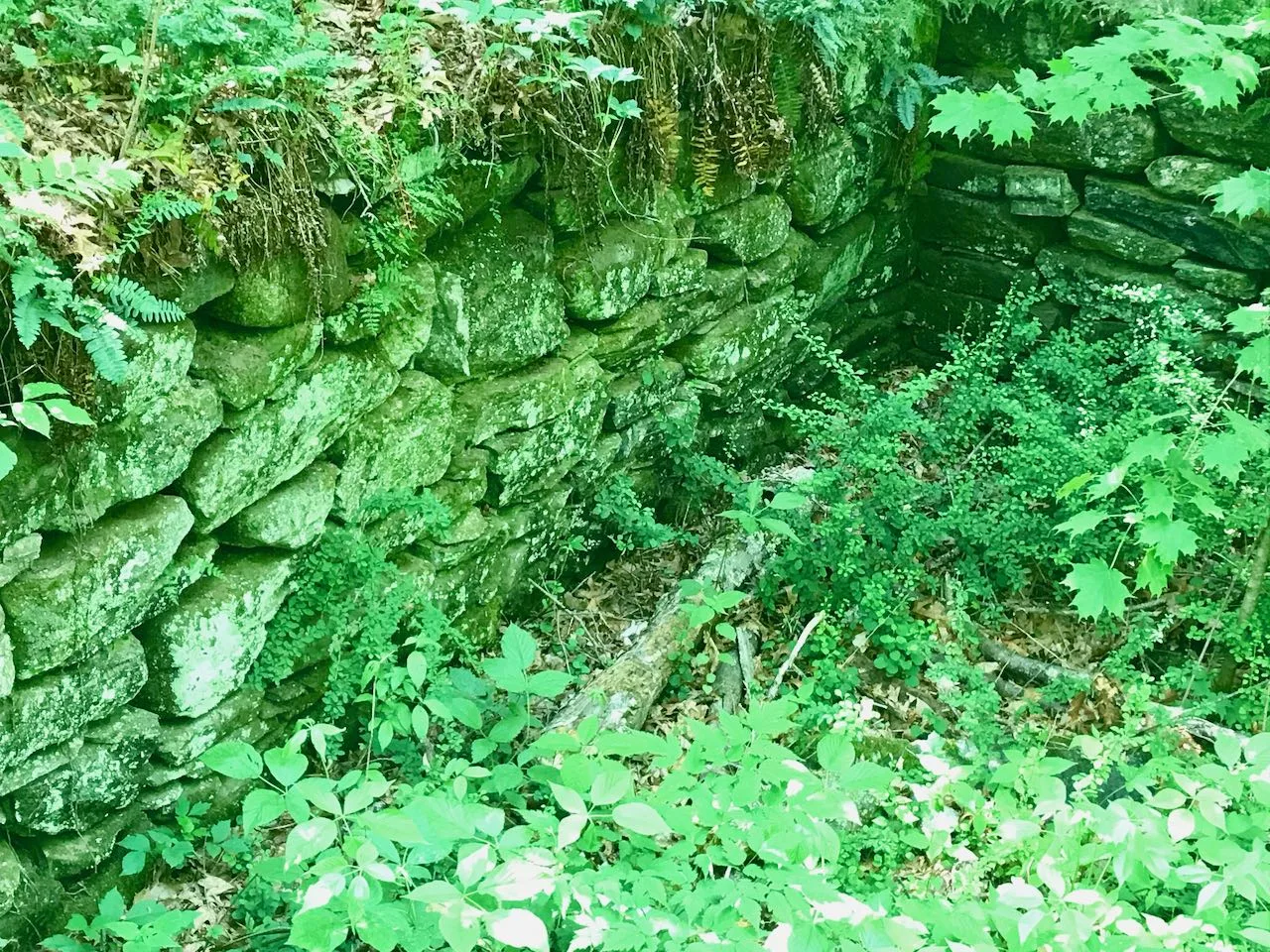 Mossy stone wall overgrown with green plants