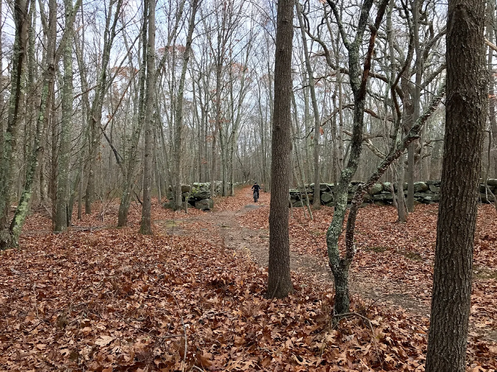 Leaf-covered trail through bare winter woods