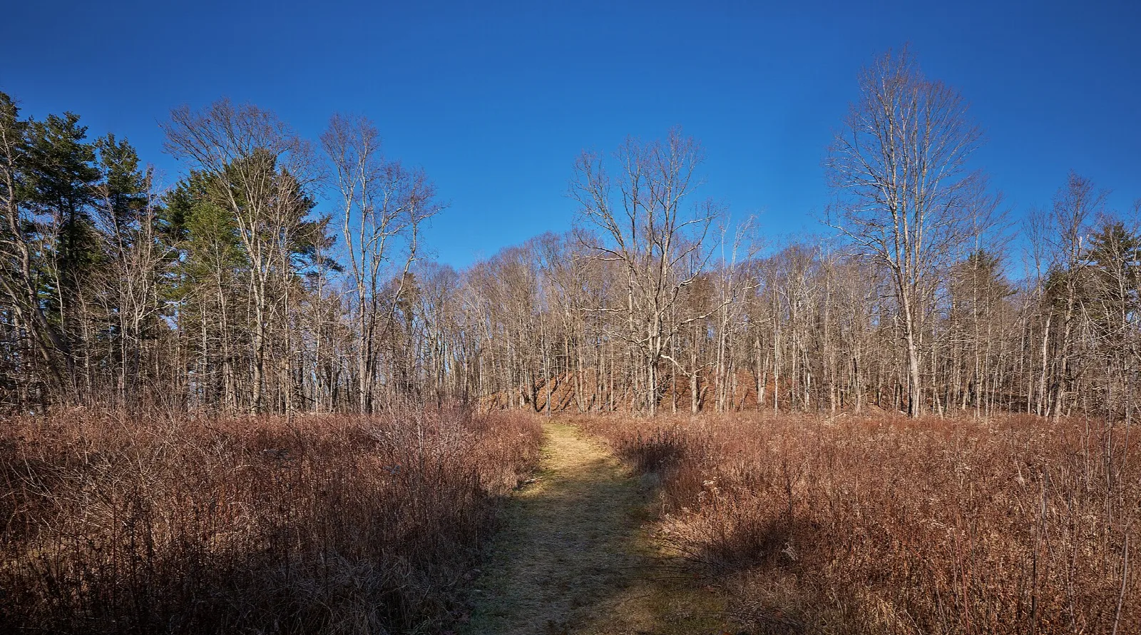 Dirt trail through a brown meadow with a tree line behind