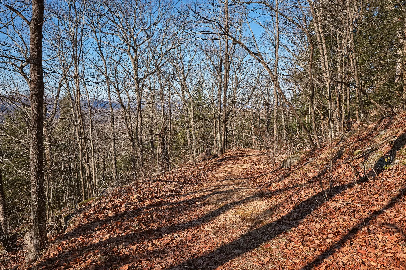 Leaf-covered trail on a wooded hillside