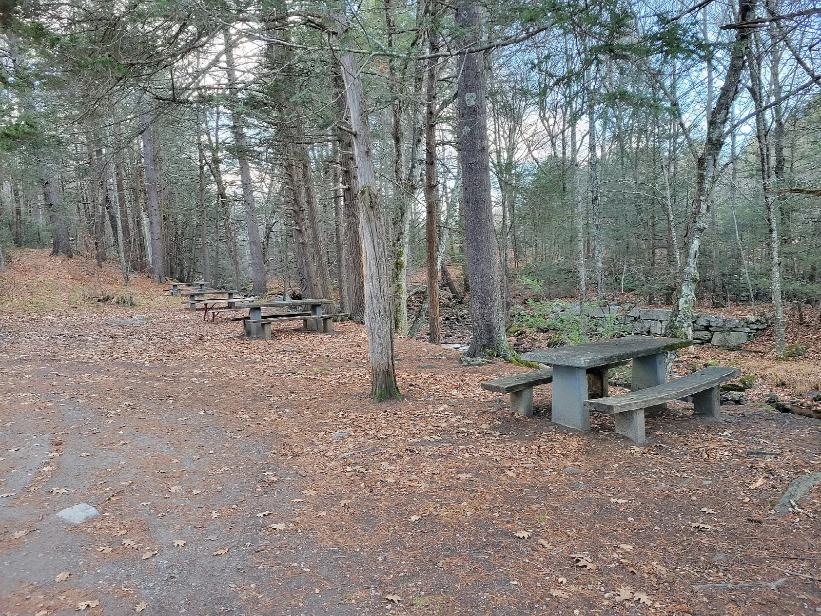 Picnic tables in a sparse pine woodland