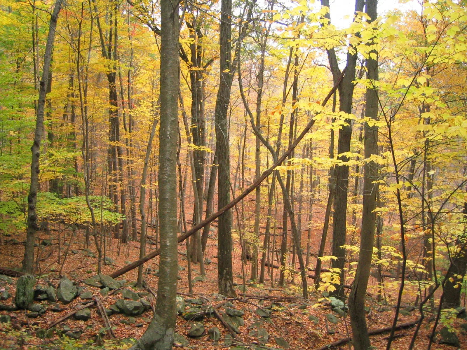 Autumn forest with yellow leaves and a stone wall