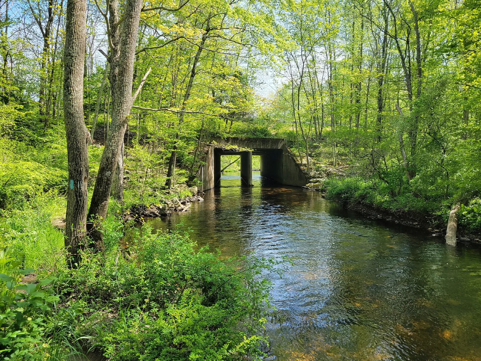 Green stream bank with a small bridge in spring woods