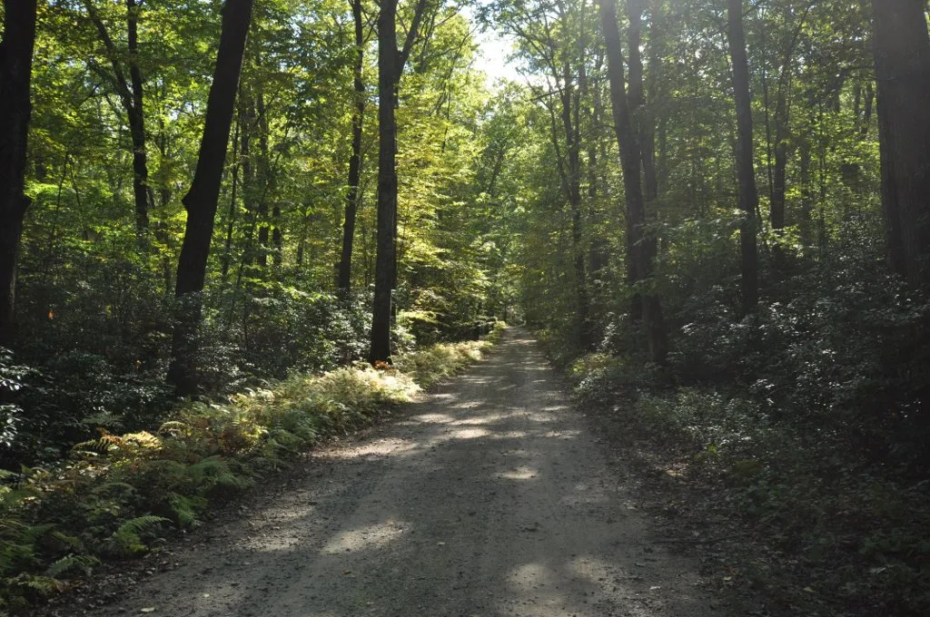 Dirt road through green forest