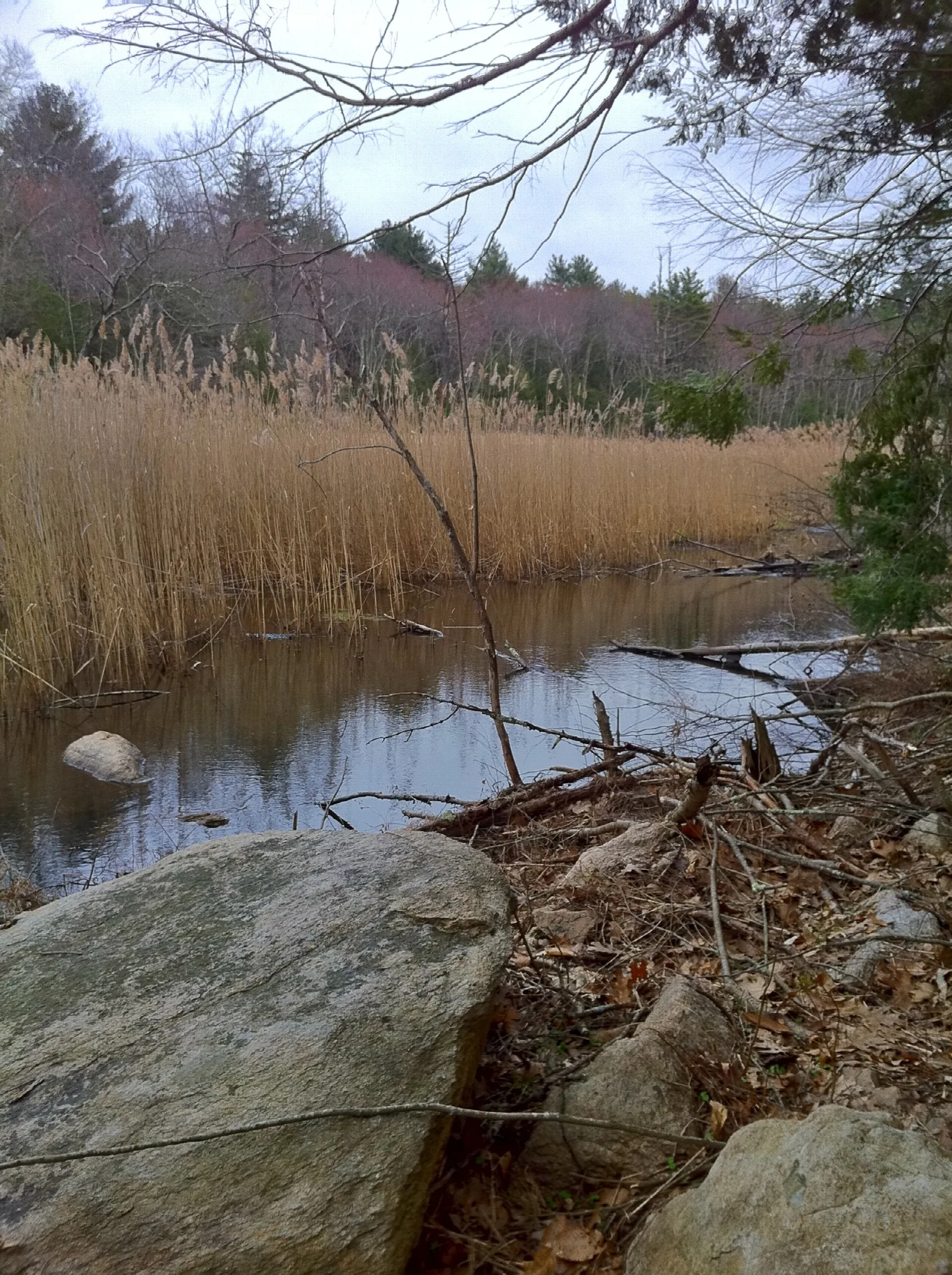Reeds and still water along a stream with large rocks in front