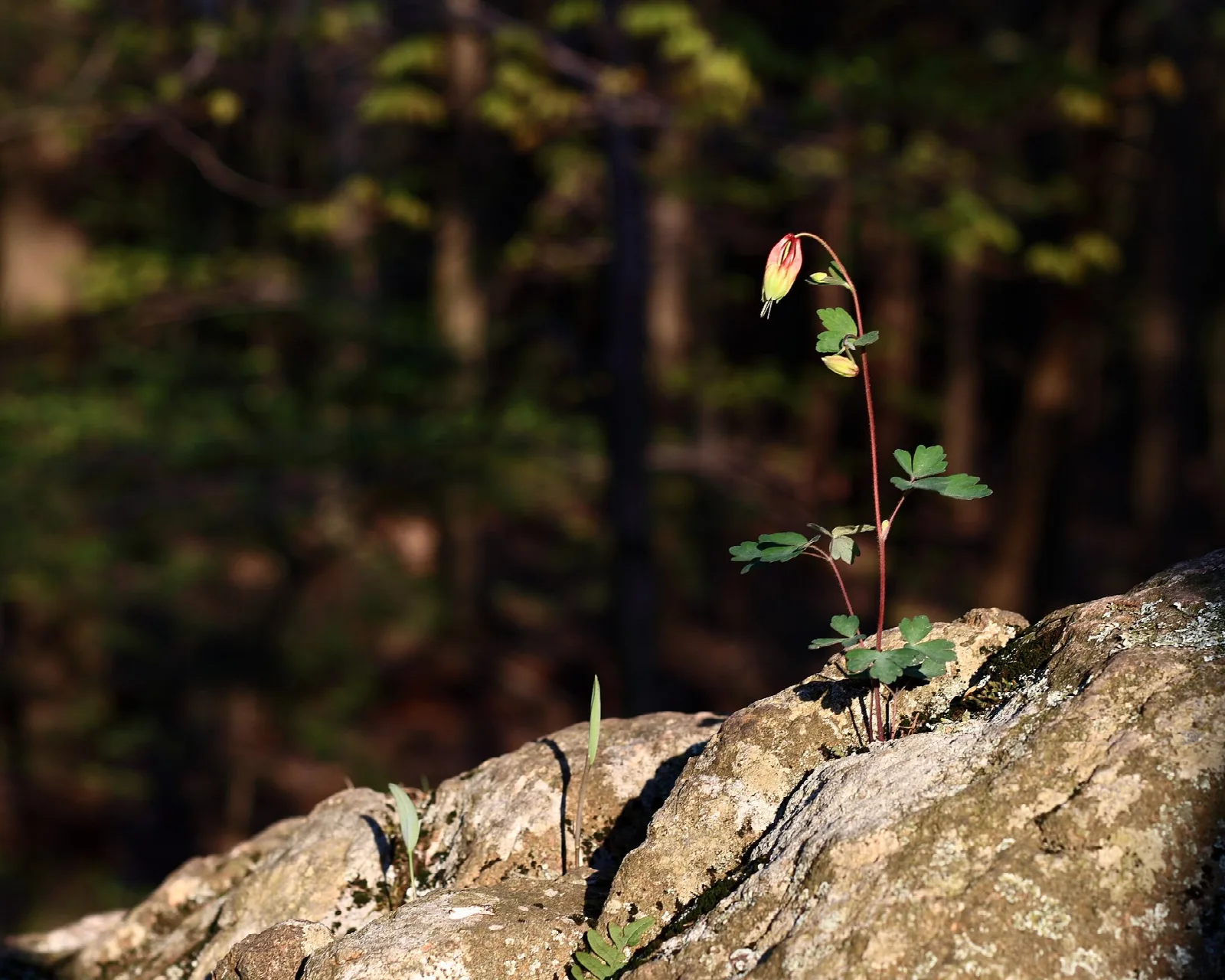Small flowering plant growing from a rock in woods