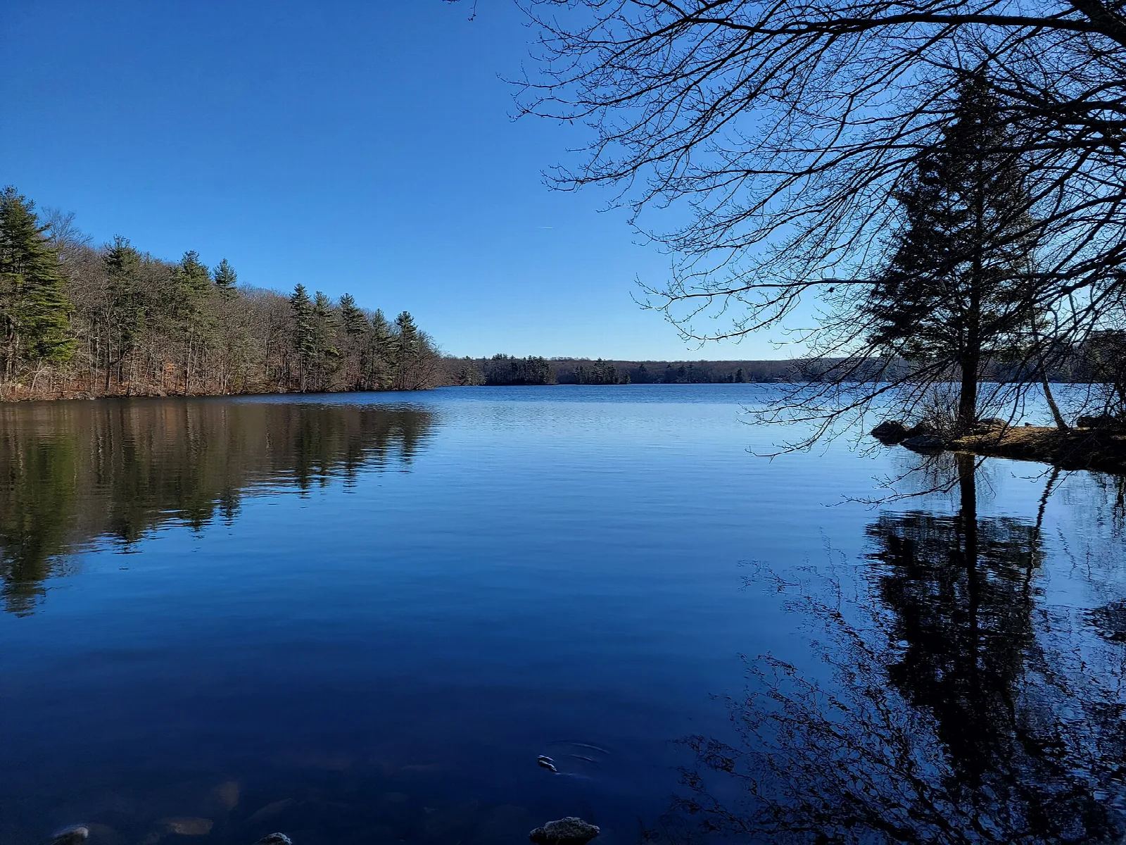 Blue lake with pines and bare trees on the shore