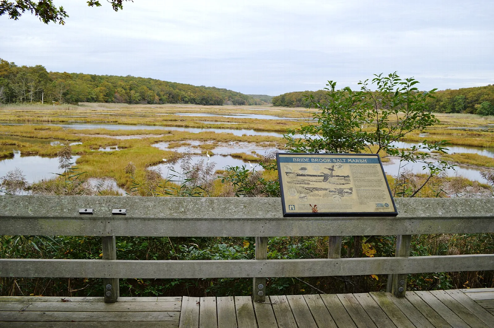 Salt marsh seen from a wooden viewing platform with a sign