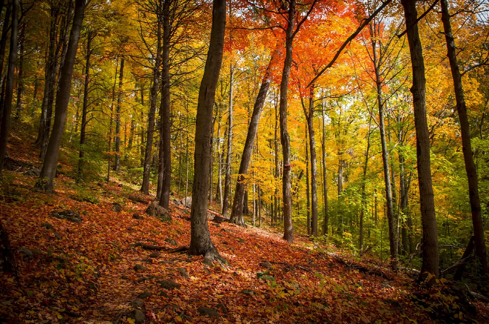 Orange and red fall forest on a leaf-covered slope