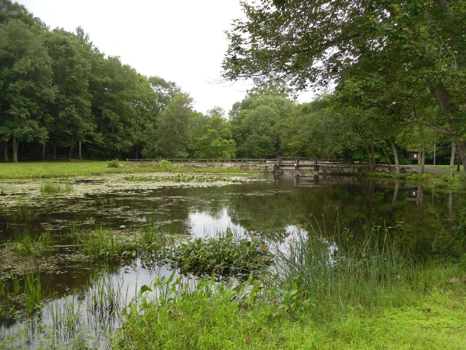 Still pond with grass and trees along the far bank
