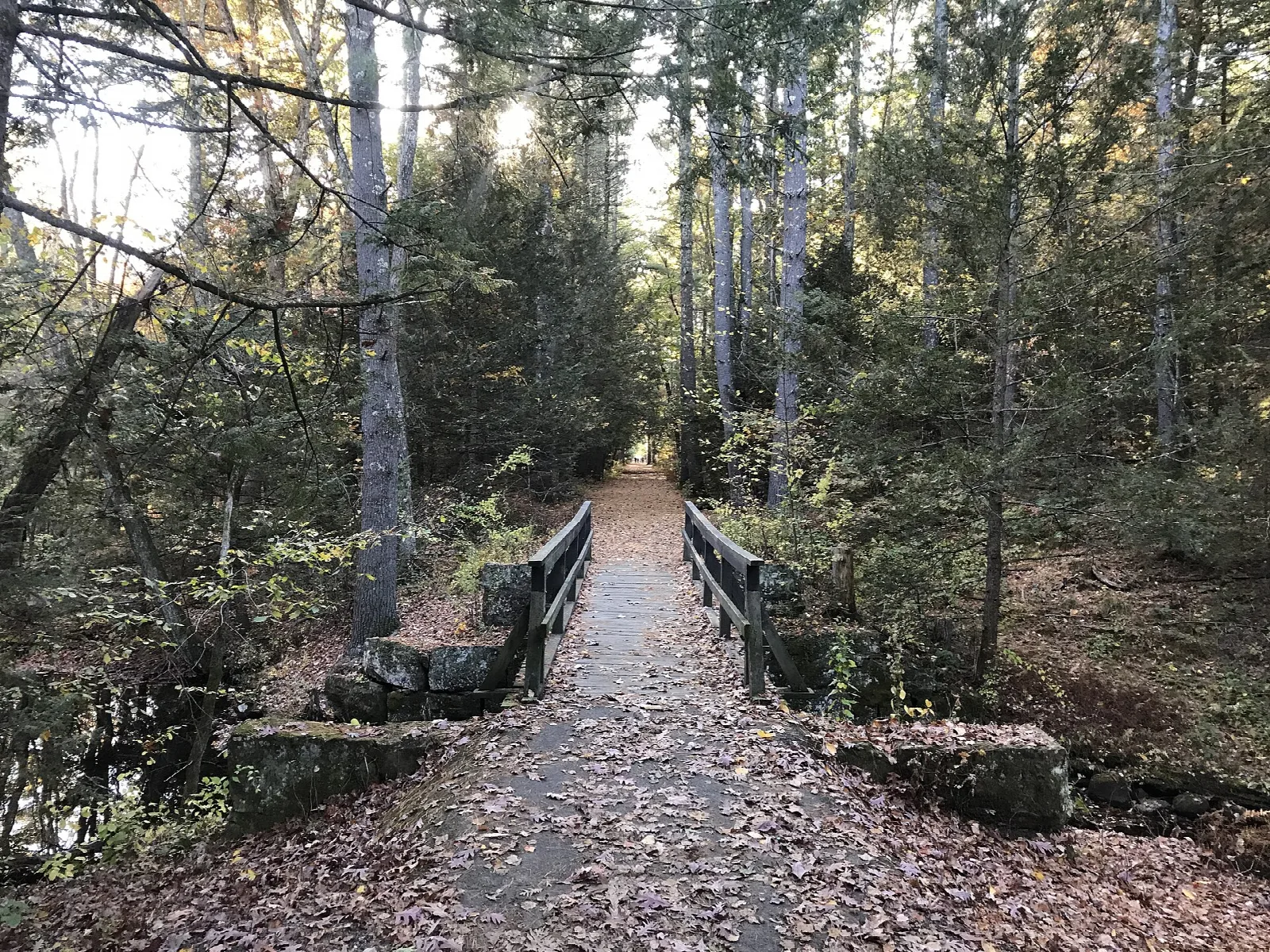 Path with stone walls through a pine woodland