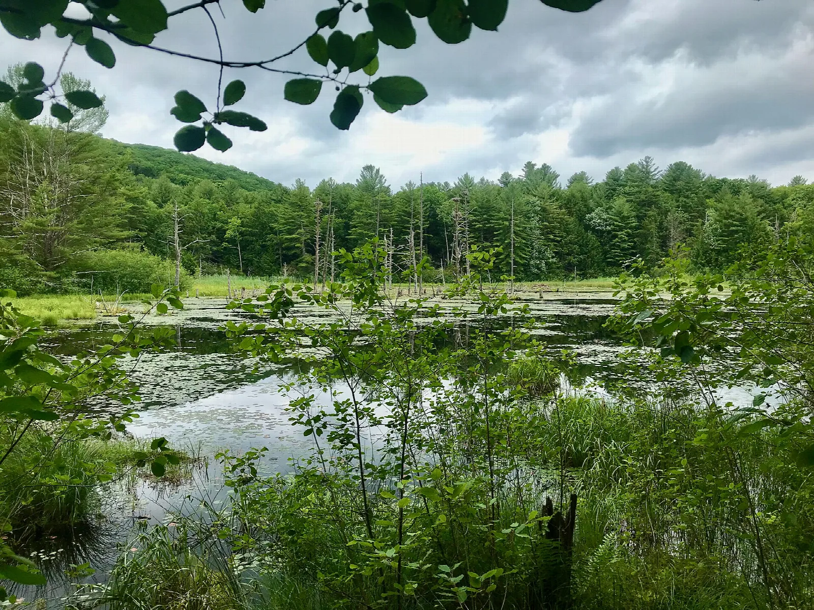 Wetland pond fringed by green shrubs and conifers