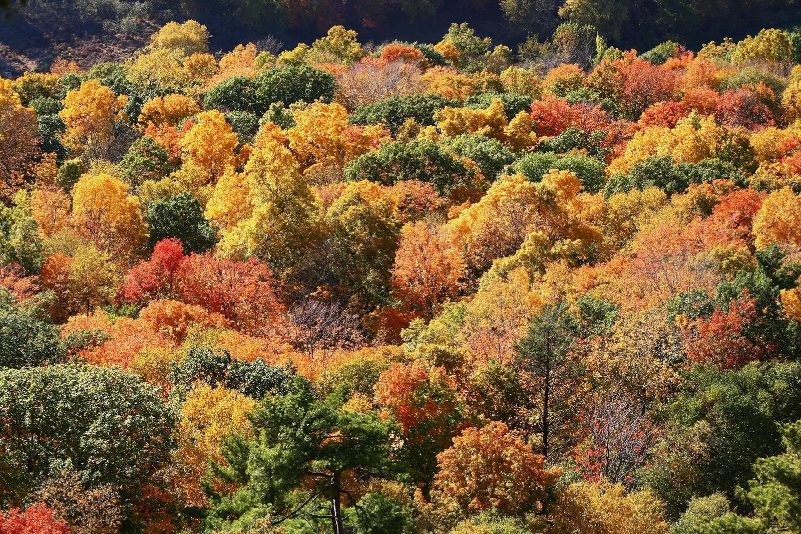 Fall foliage in orange and yellow across a ridge