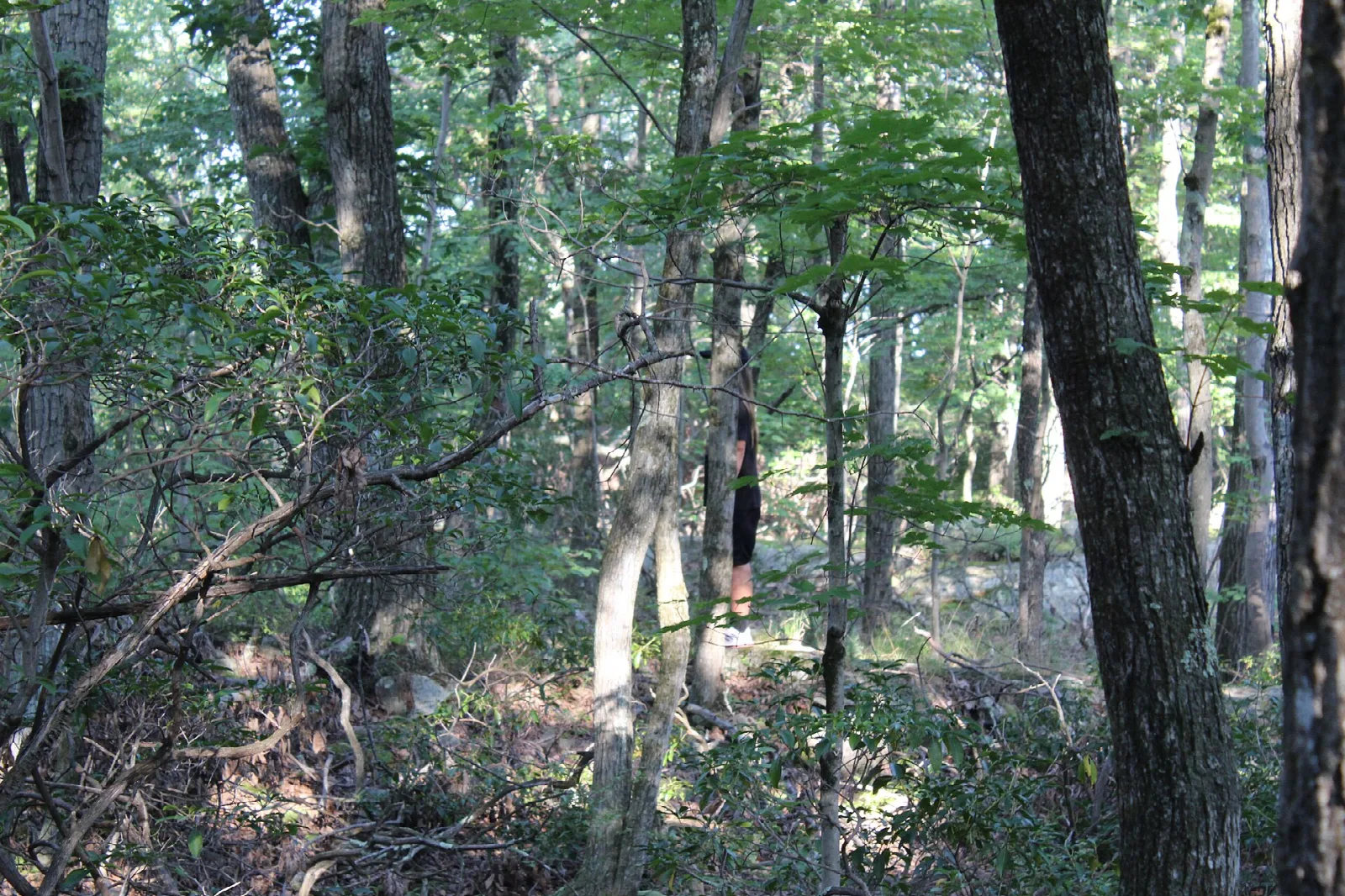 Open summer woods with slim trunks and a leafy floor