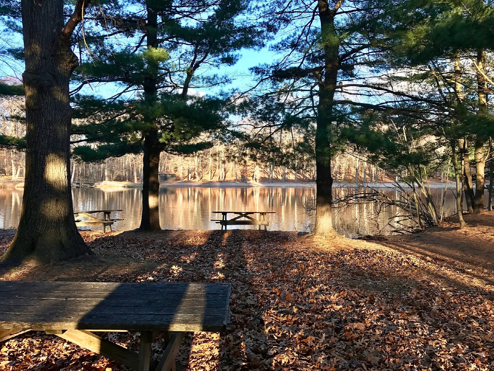 Pond edge with tall pines and picnic tables at dusk