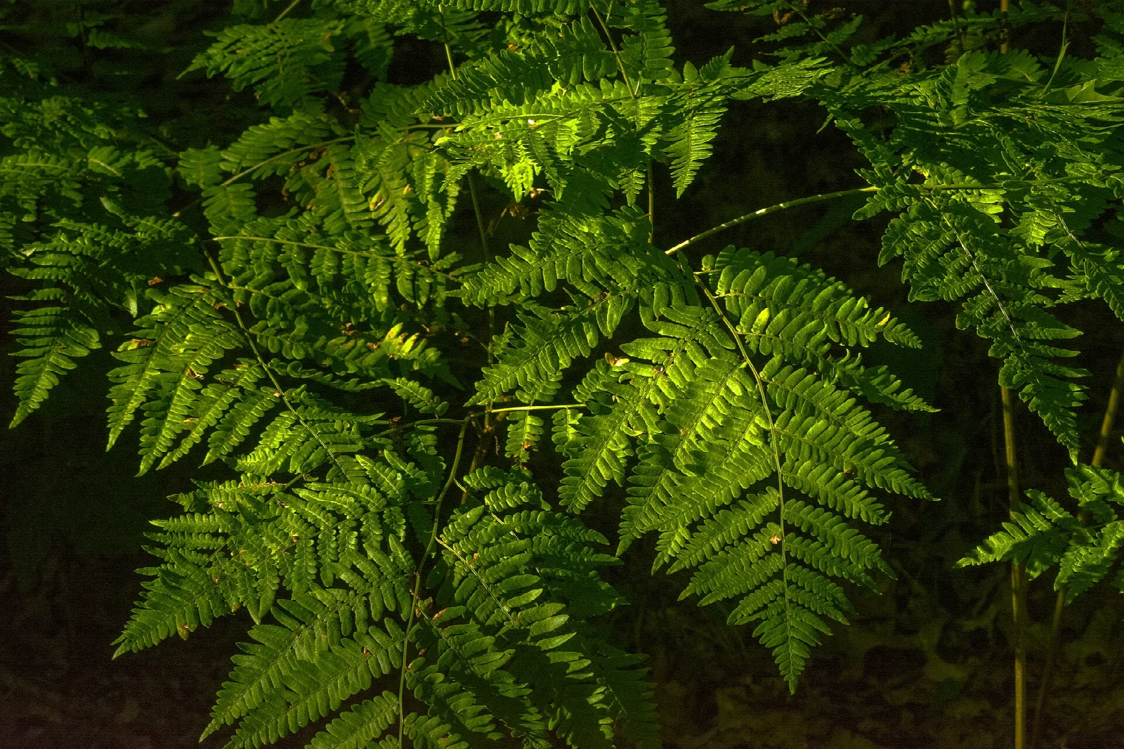 Bright green fern fronds lit by sun in the woods