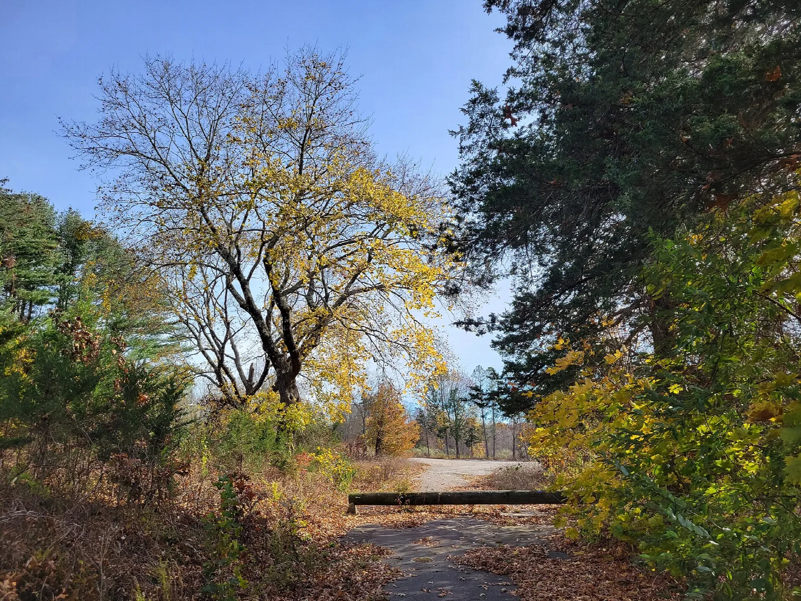 Overgrown path leading to a bar gate between autumn trees