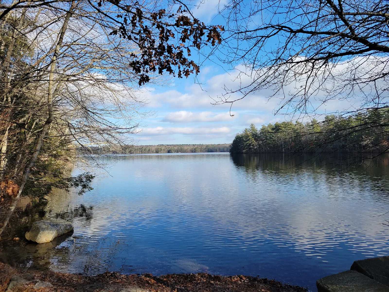 Calm pond reflecting blue sky, with a tree-lined far shore