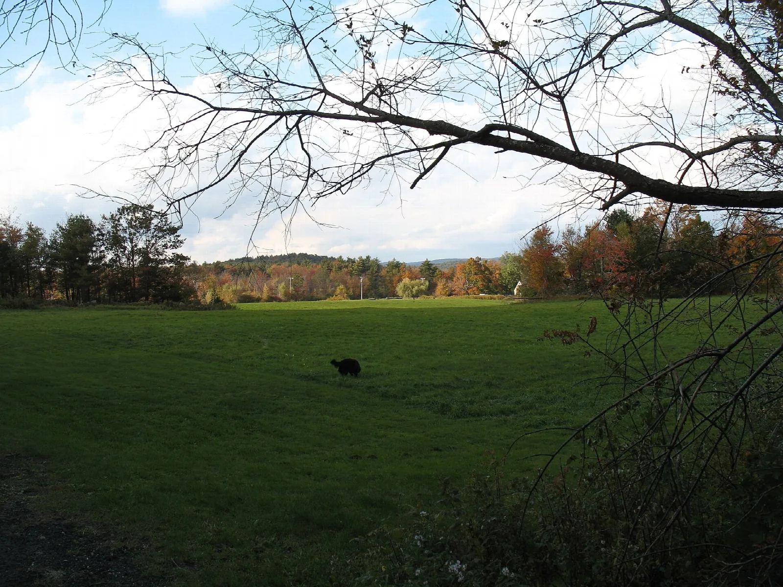 Open grass field ringed by autumn trees under a cloudy sky