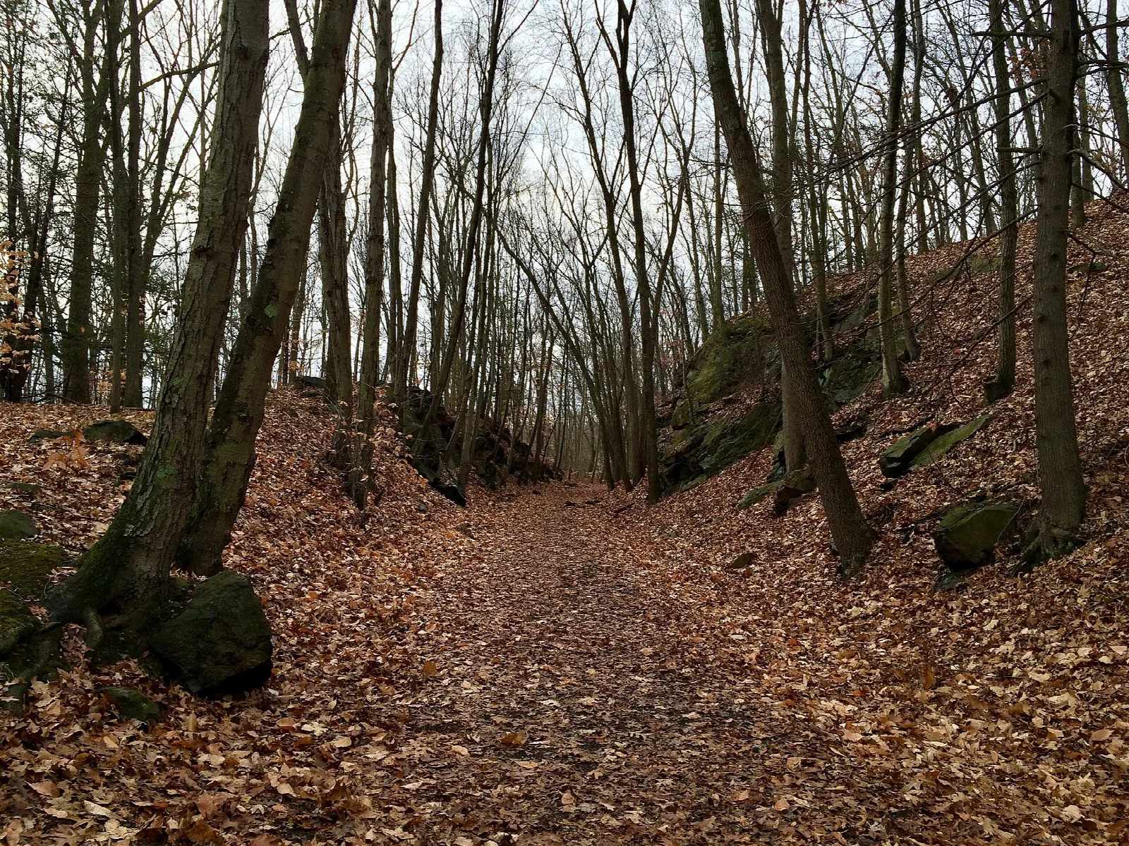 Leaf-covered trail cut through a wooded slope