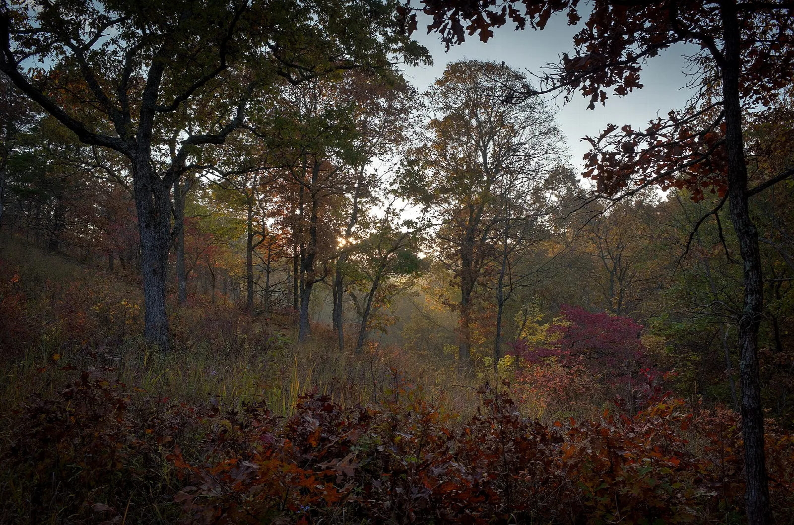 Autumn woods with tall trees and red undergrowth
