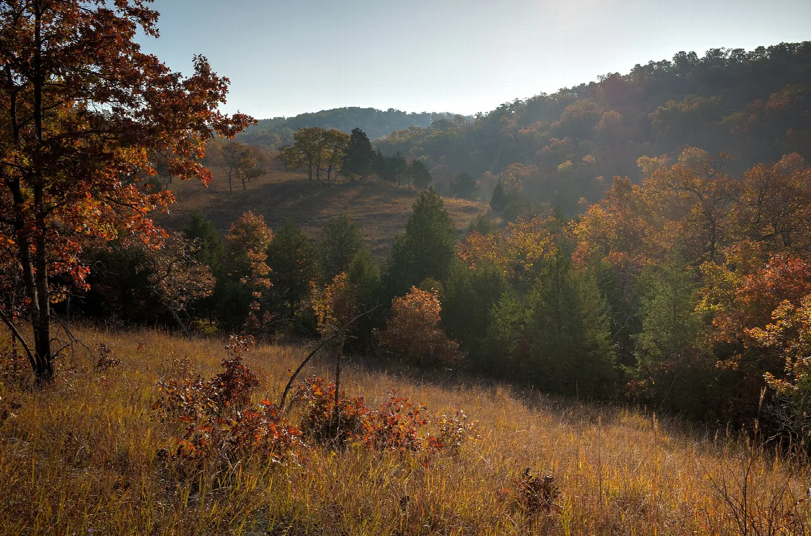 Golden grass hillside with autumn trees and wooded ridges behind
