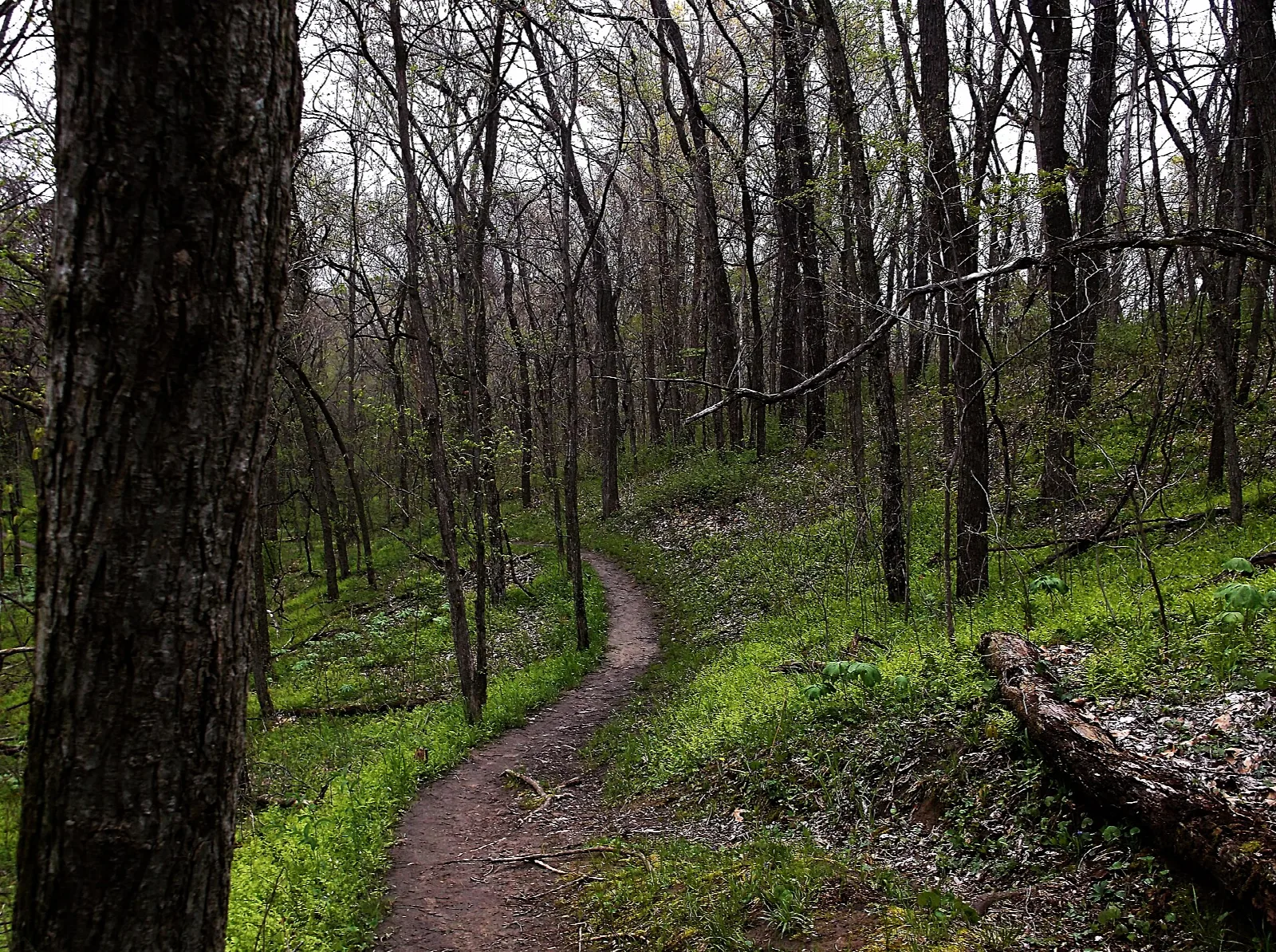 Narrow dirt trail through spring woods with a fallen log beside it