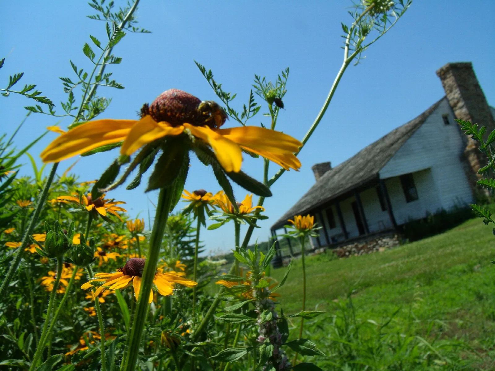 Yellow coneflower in the foreground with a white house with a stone chimney behind