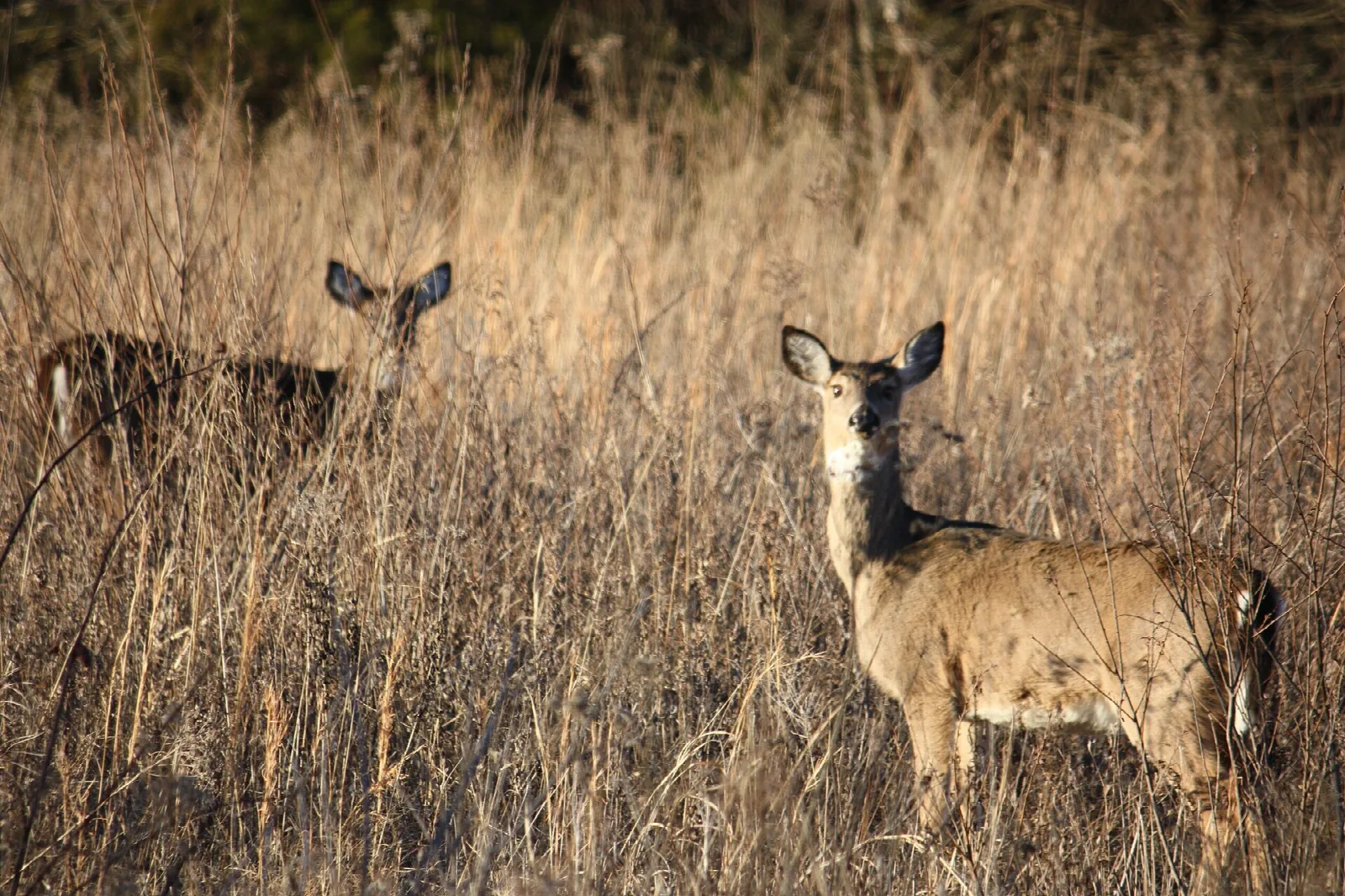Two deer standing in tall dry grass
